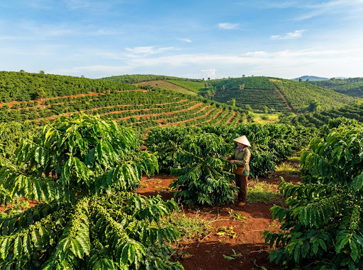 Coffee plantation
